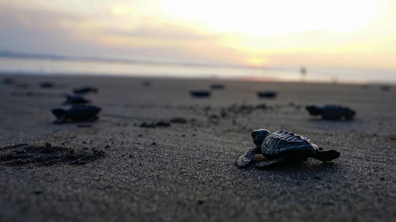 Baby Turtle, Ahuachapán, El Salvador